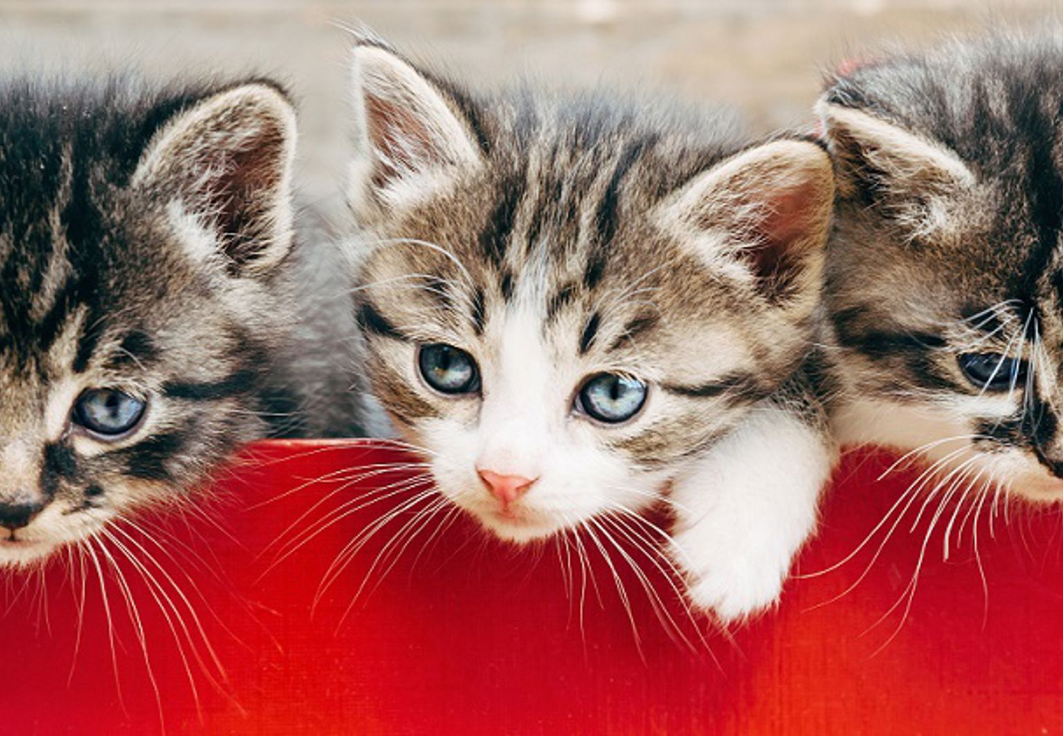 Tre kattungar klättrar ur en röd låda