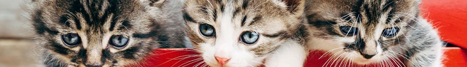 Tre kattungar klättrar ur en röd låda