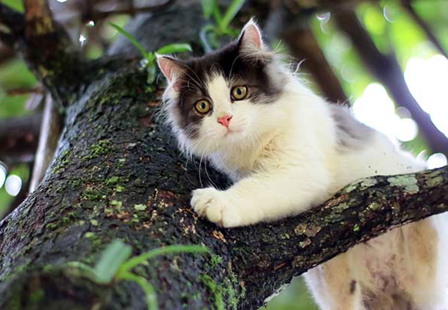 Svartvit katt på en gren högt upp i ett träd