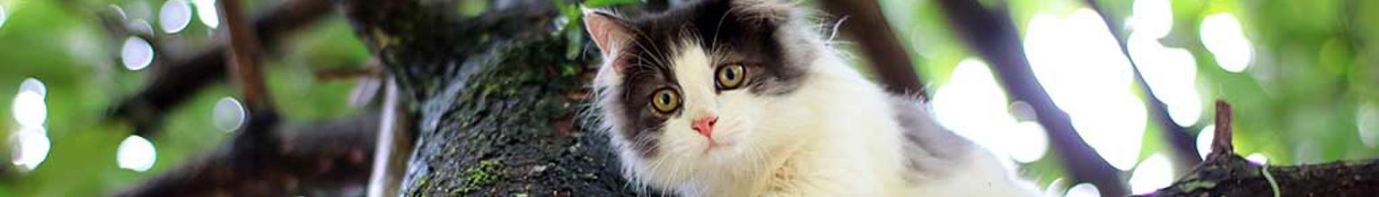 Svartvit katt på en gren högt upp i ett träd