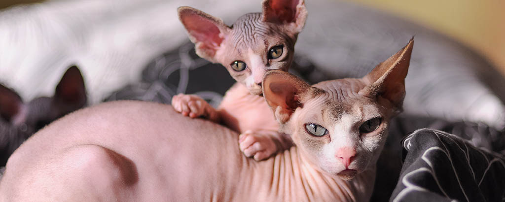 Mamma och kattunge nakenkatt i en säng