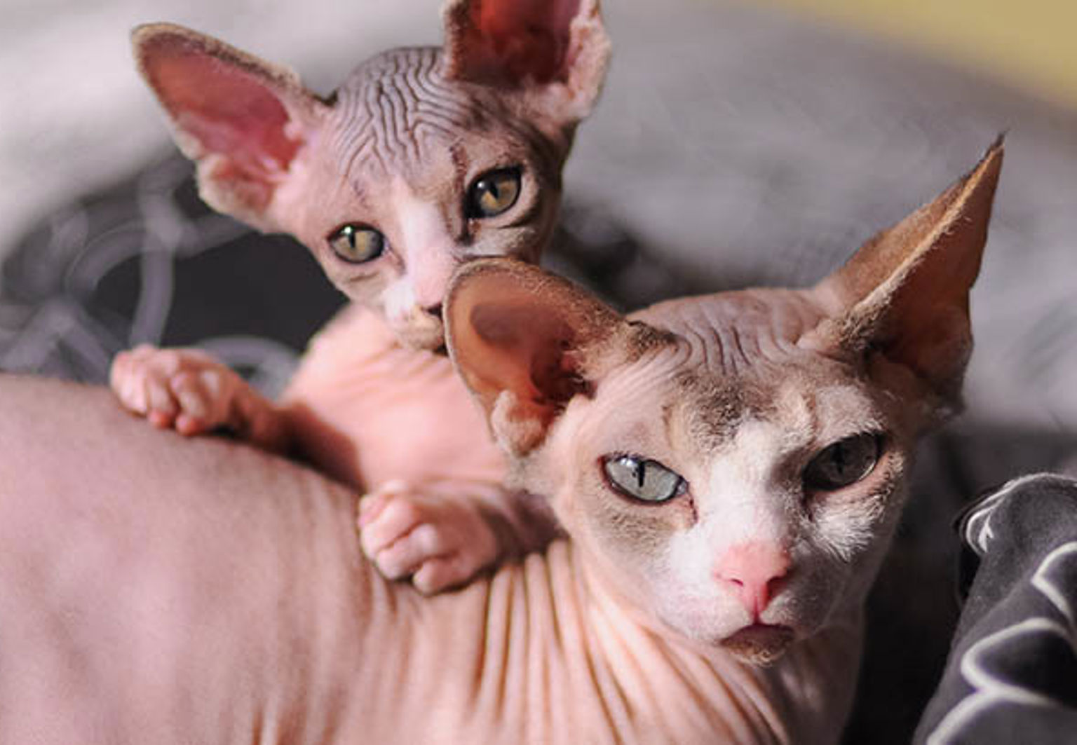 Mamma och kattunge nakenkatt i en säng