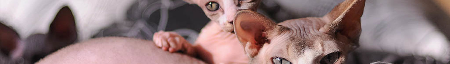 Mamma och kattunge nakenkatt i en säng