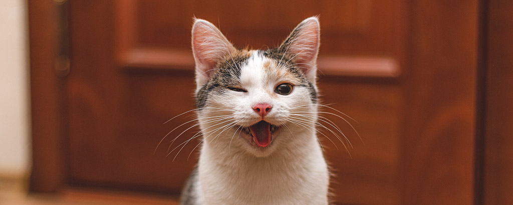 En glad katt med öppen mun och ett öga stängt.