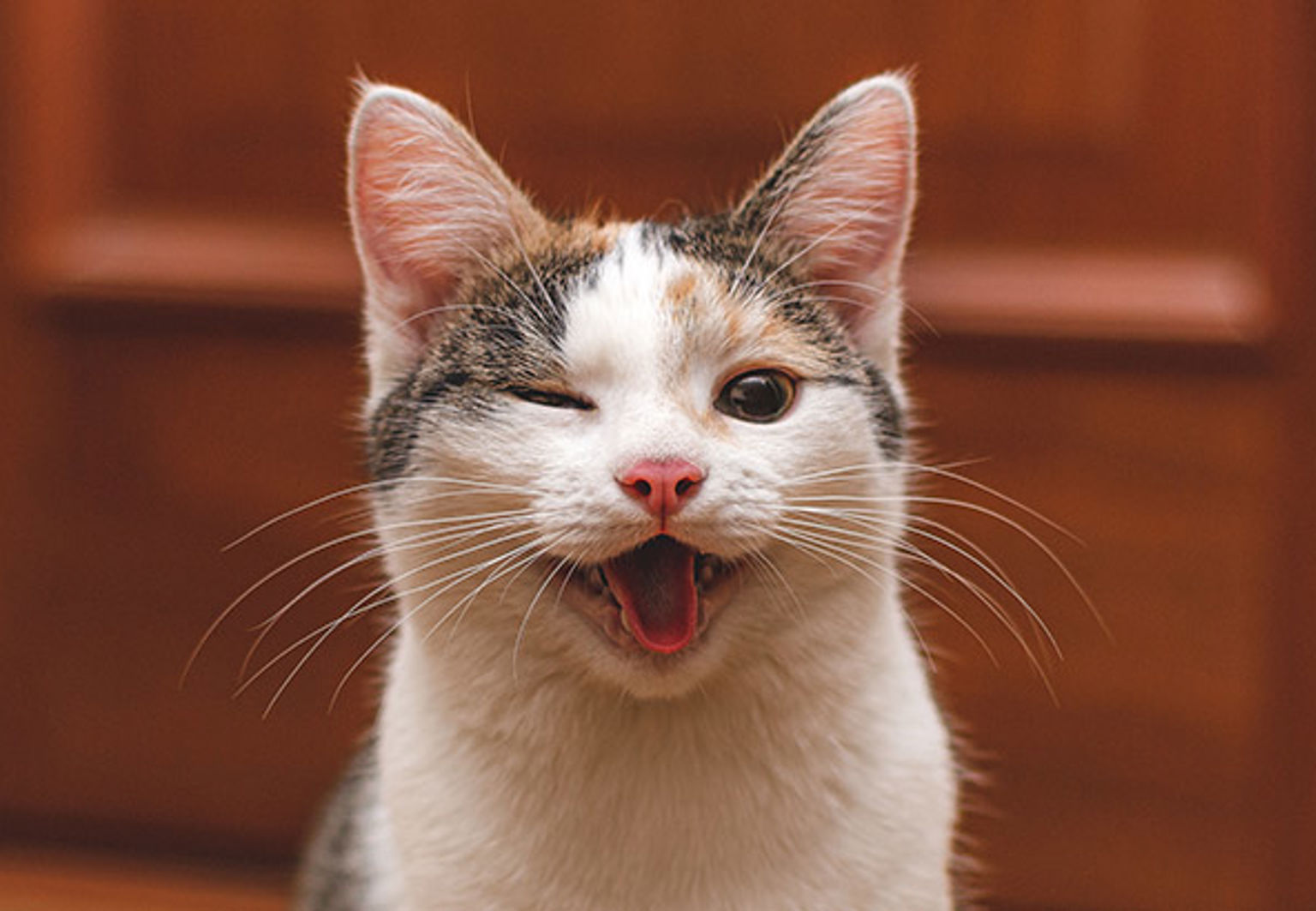 En glad katt med öppen mun och ett öga stängt.