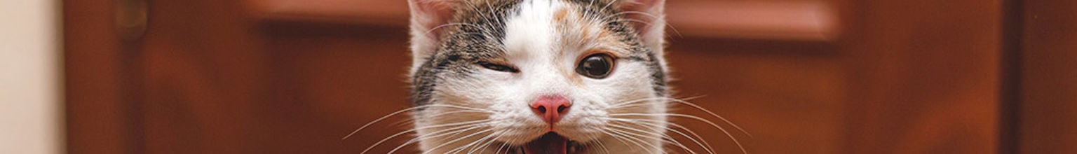 En glad katt med öppen mun och ett öga stängt.