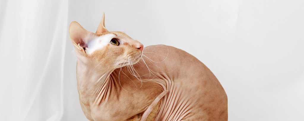 nakenkatt av rasen peterbald