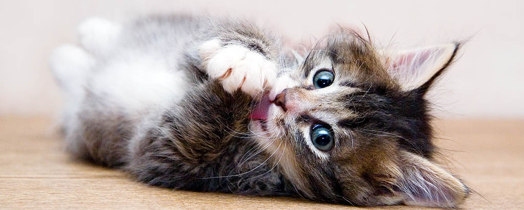 Kattunge som ligger på rygg på trägolv