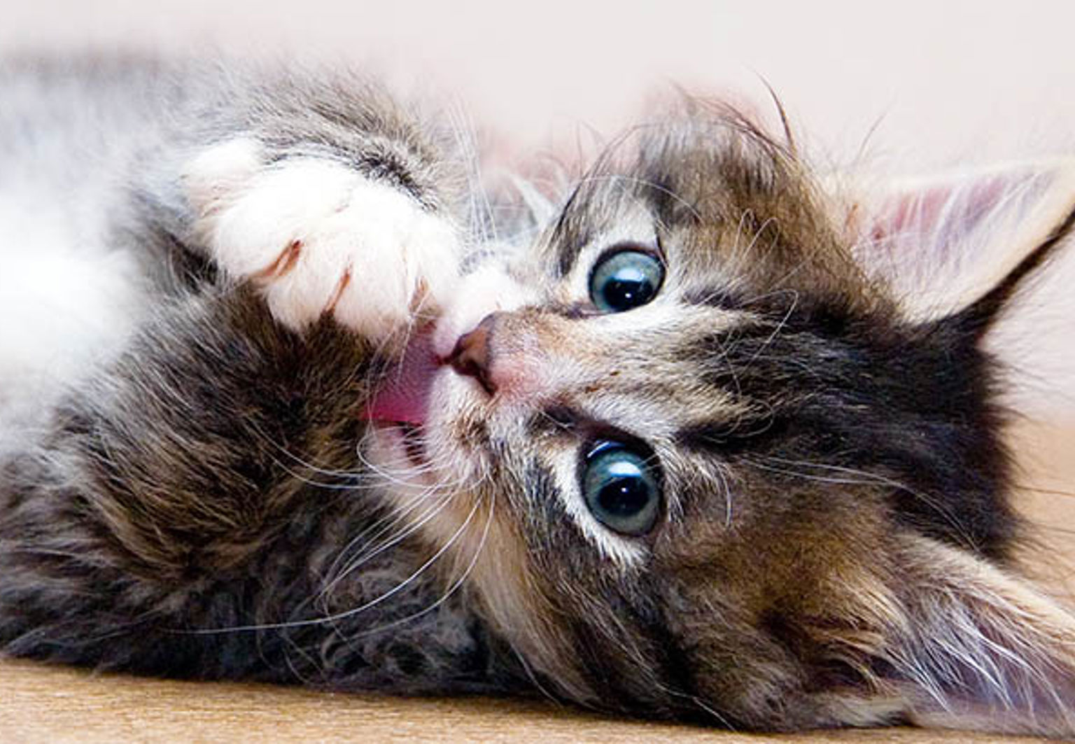 Kattunge som ligger på rygg på trägolv