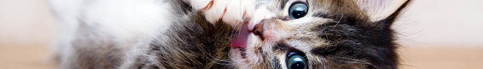 Kattunge som ligger på rygg på trägolv