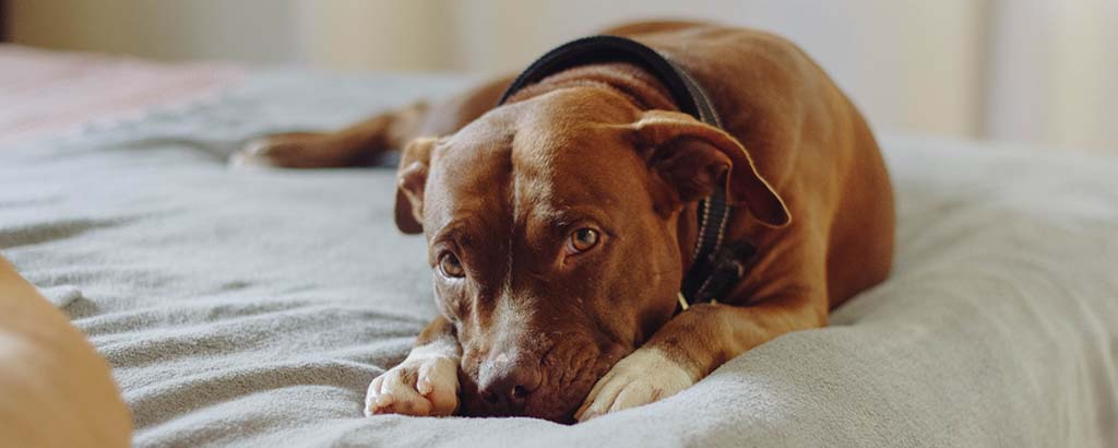 Brun korthårig hund med allergi ligger och vilar på sängen