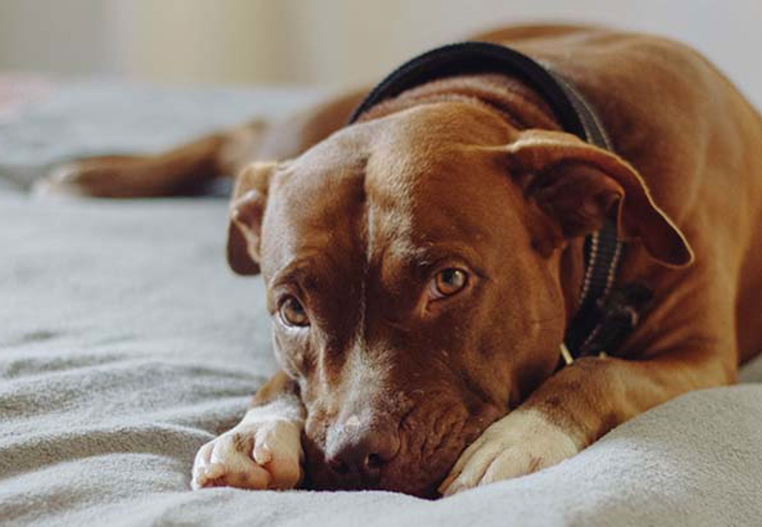 Brun korthårig hund med allergi ligger och vilar på sängen