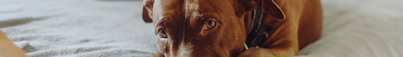 Brun korthårig hund med allergi ligger och vilar på sängen