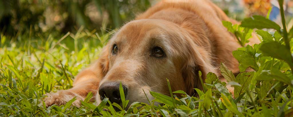 Ljusbrun hund med atopisk allergi ligger ner i gräset