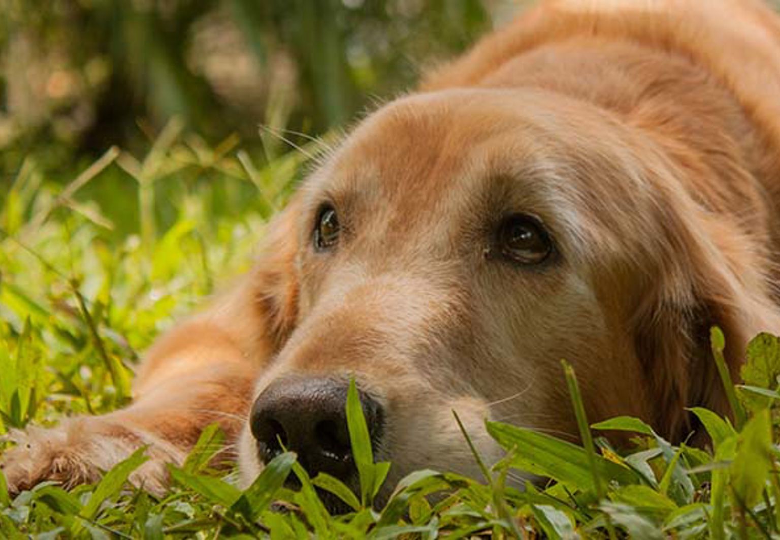 Ljusbrun hund med atopisk allergi ligger ner i gräset