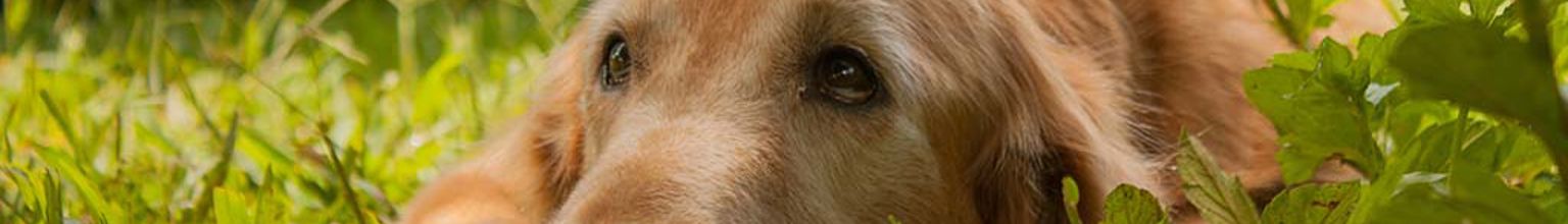 Ljusbrun hund med atopisk allergi ligger ner i gräset