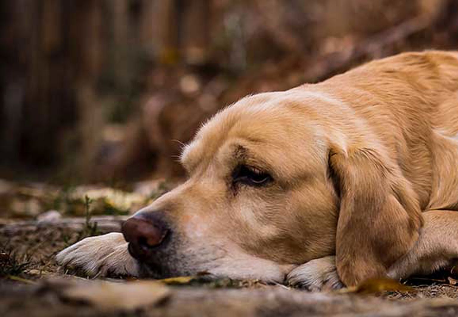 Hund med mask i magen som behöver avmaskning ligger på jordig mark och vilar
