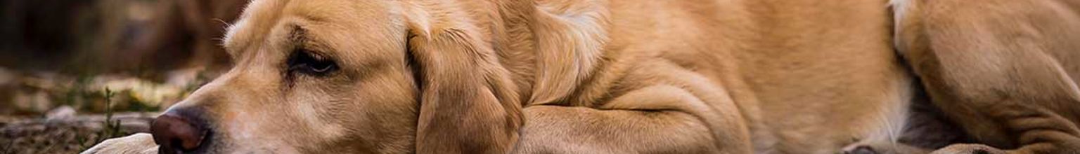 Hund med mask i magen som behöver avmaskning ligger på jordig mark och vilar