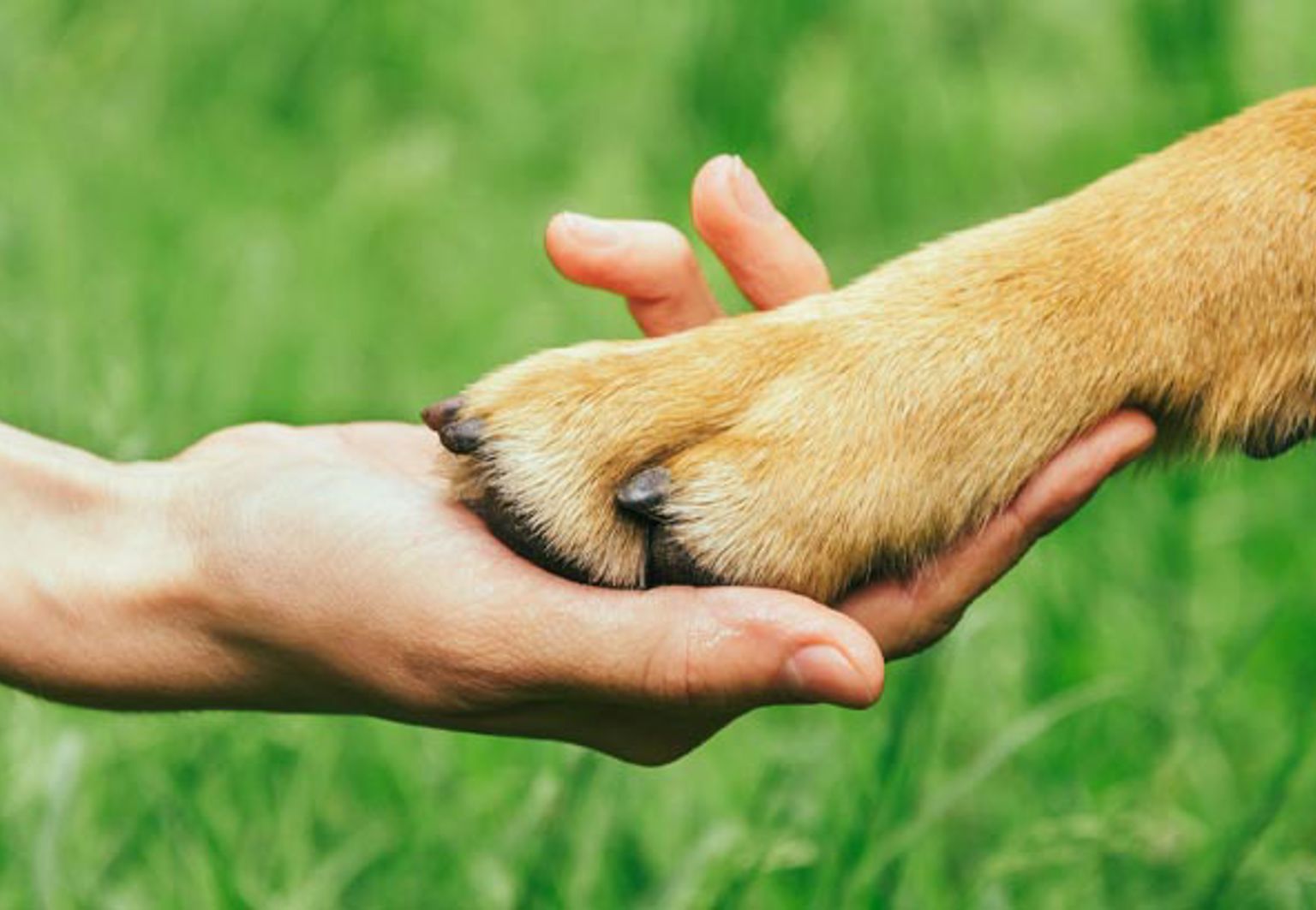 kvinna håller en hunds tass i sin hand