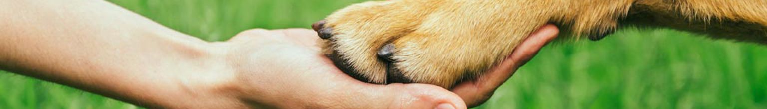 kvinna håller en hunds tass i sin hand