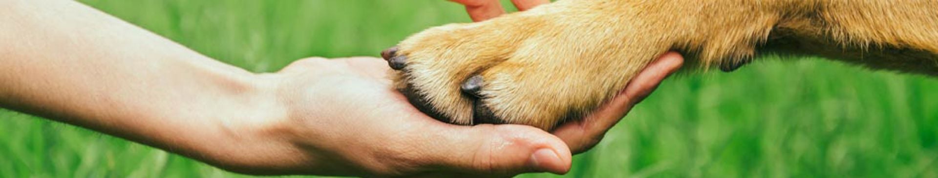 kvinna håller en hunds tass i sin hand