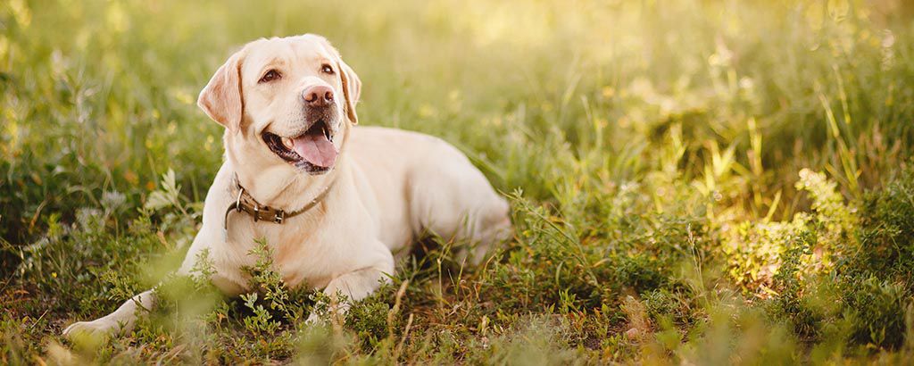 Hund ligger på en vildvuxen gräsmatta