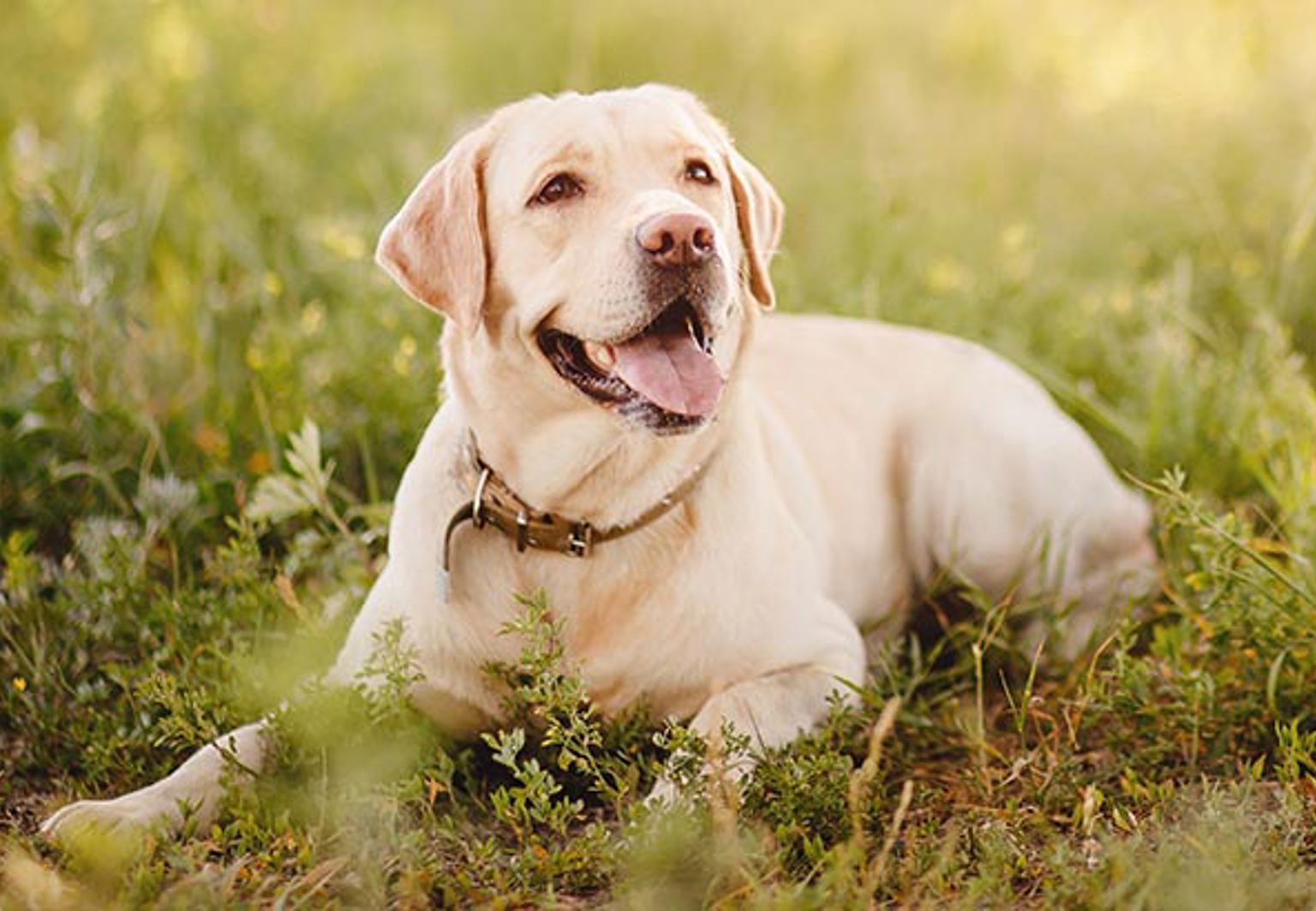 Hund ligger på en vildvuxen gräsmatta