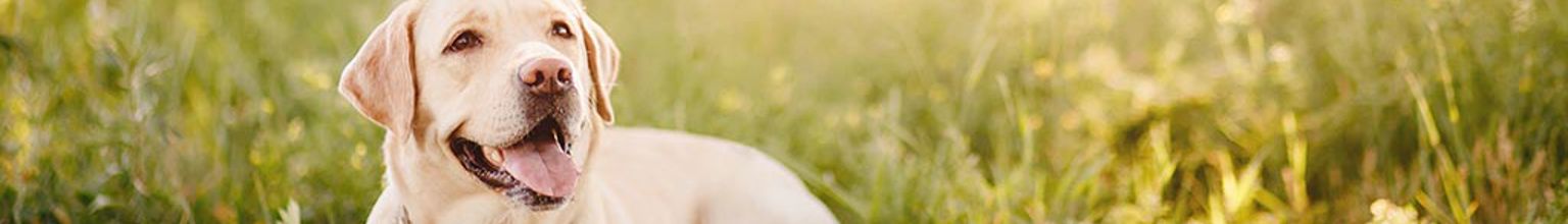 Hund ligger på en vildvuxen gräsmatta