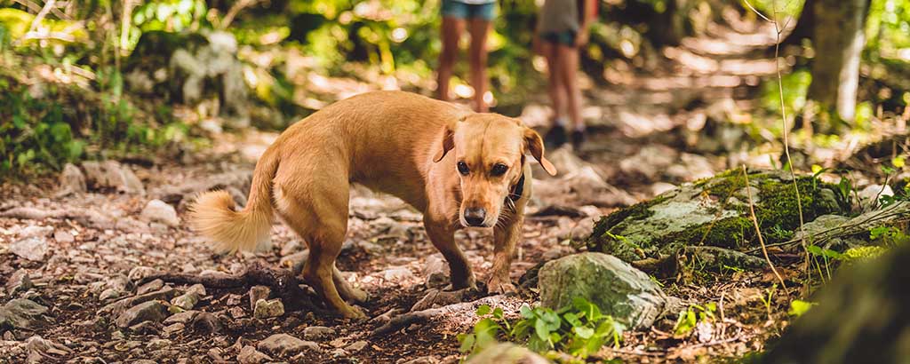 Ljusbrun hund med fästingmedel springer ute i skogen