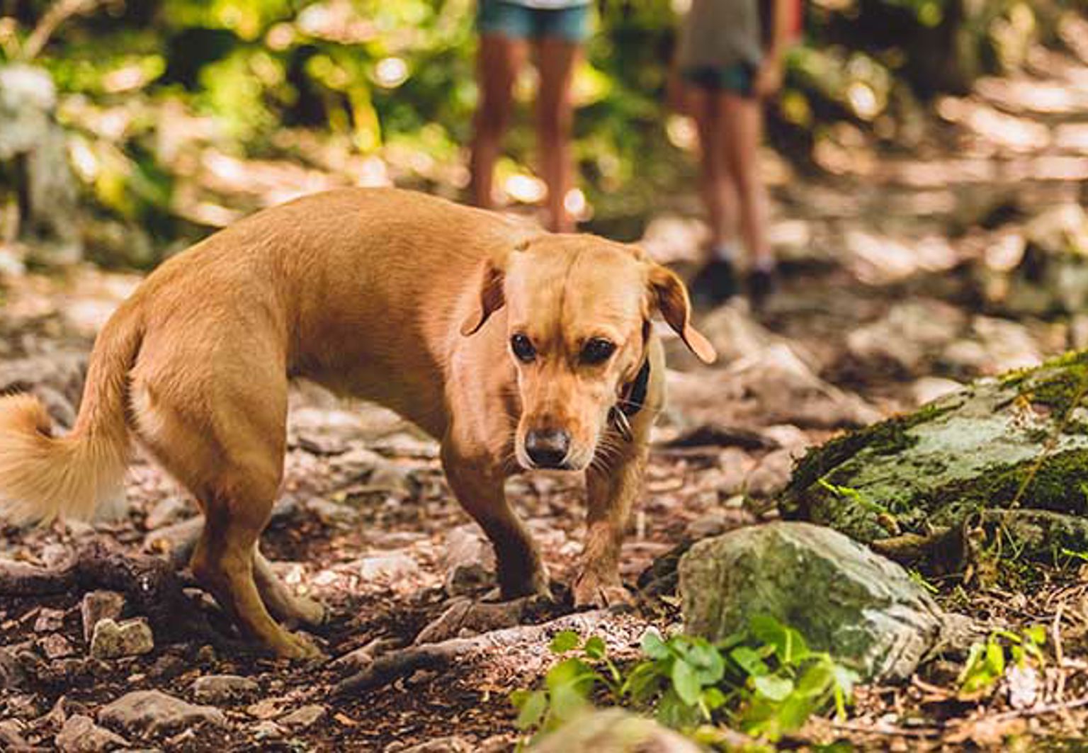 Ljusbrun hund med fästingmedel springer ute i skogen