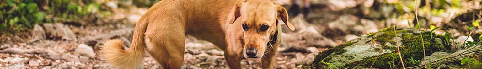 Ljusbrun hund med fästingmedel springer ute i skogen