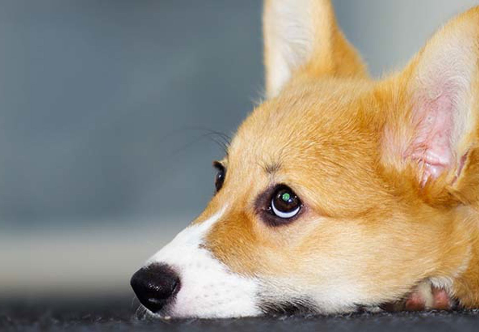 Ljusbrun hund med foderallergi ligger ner på golvet och tittar upp