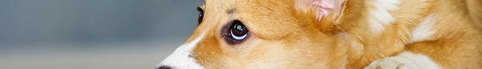 Ljusbrun hund med foderallergi ligger ner på golvet och tittar upp