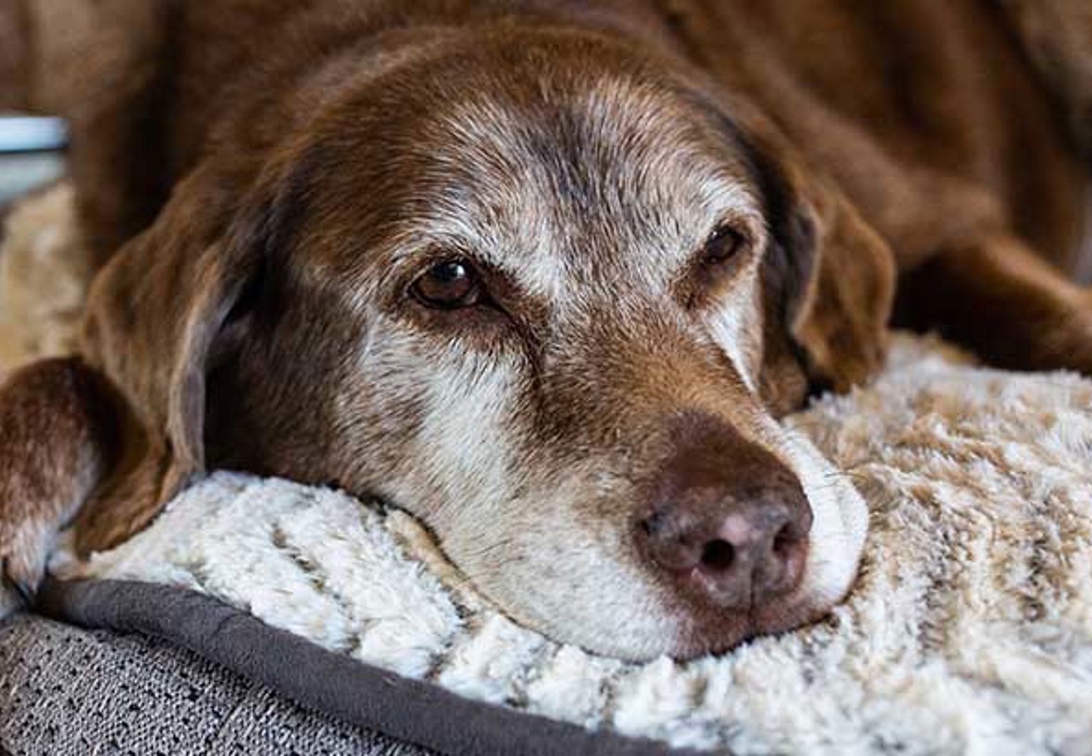 gammal hund ligger och vilar