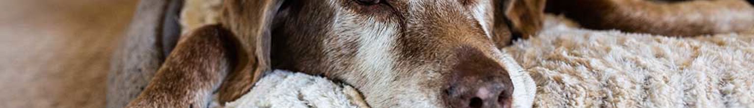 gammal hund ligger och vilar