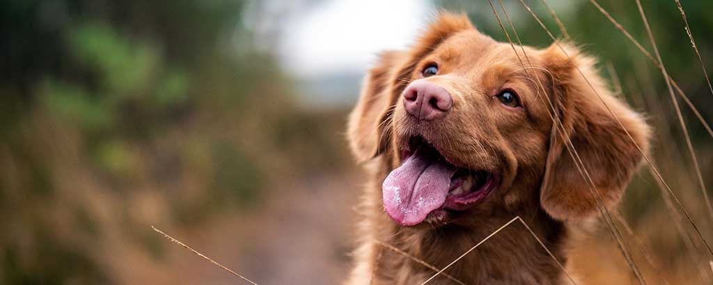 Brun hund som tittar ut i luften efter en geting och undviker getinstick