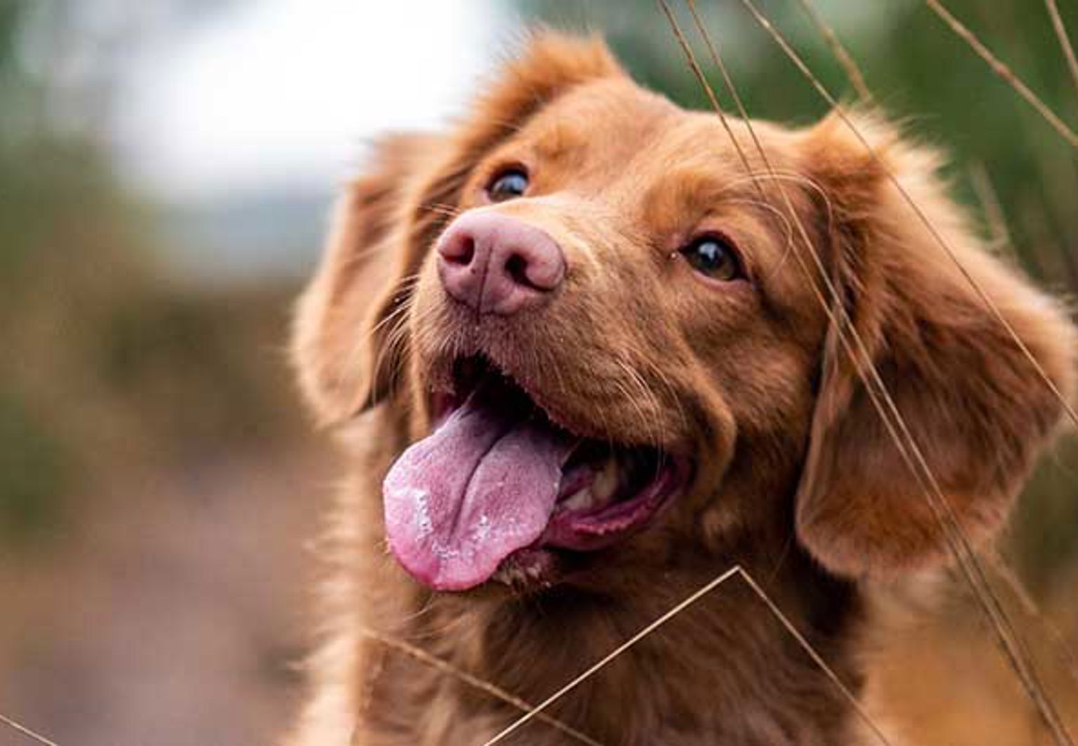 Brun hund som tittar ut i luften efter en geting och undviker getinstick
