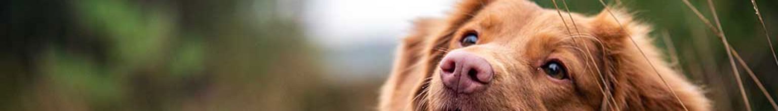 Brun hund som tittar ut i luften efter en geting och undviker getinstick