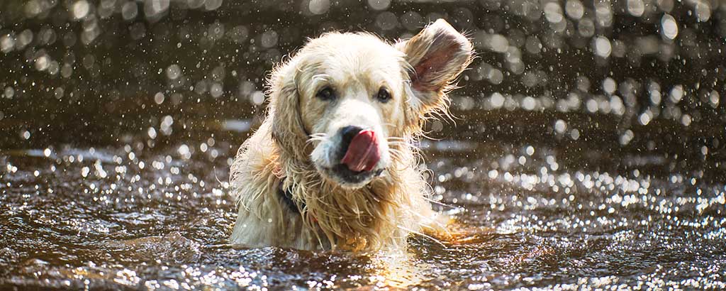 Hund av rasen golden retriever badar i sjö
