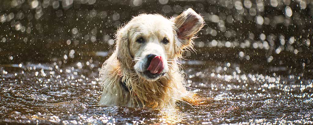 Hund av rasen golden retriever badar i sjö