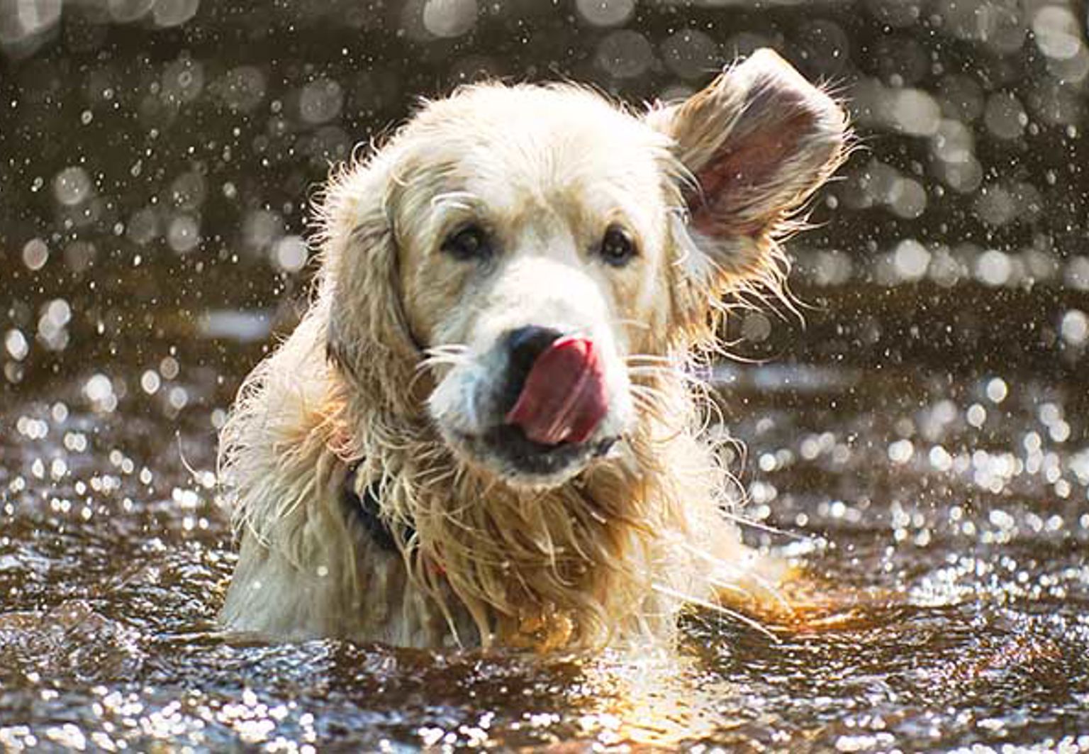 Hund av rasen golden retriever badar i sjö