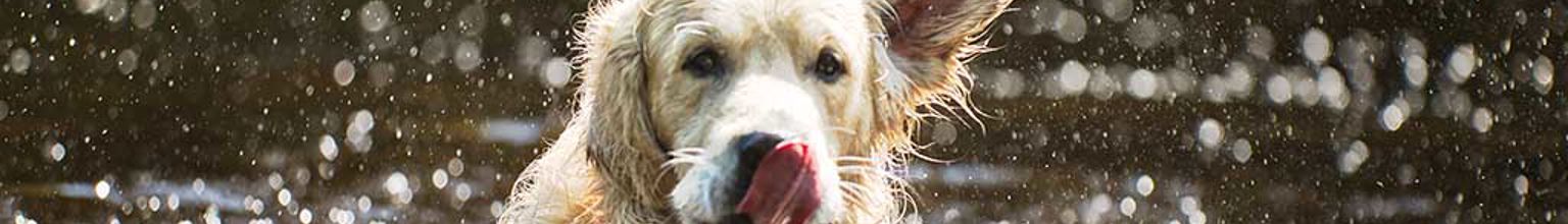 Hund av rasen golden retriever badar i sjö