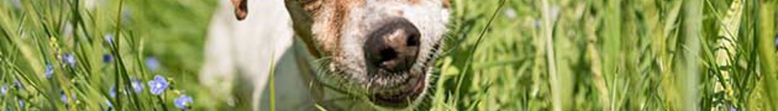 liten hund jack russell äter gräs