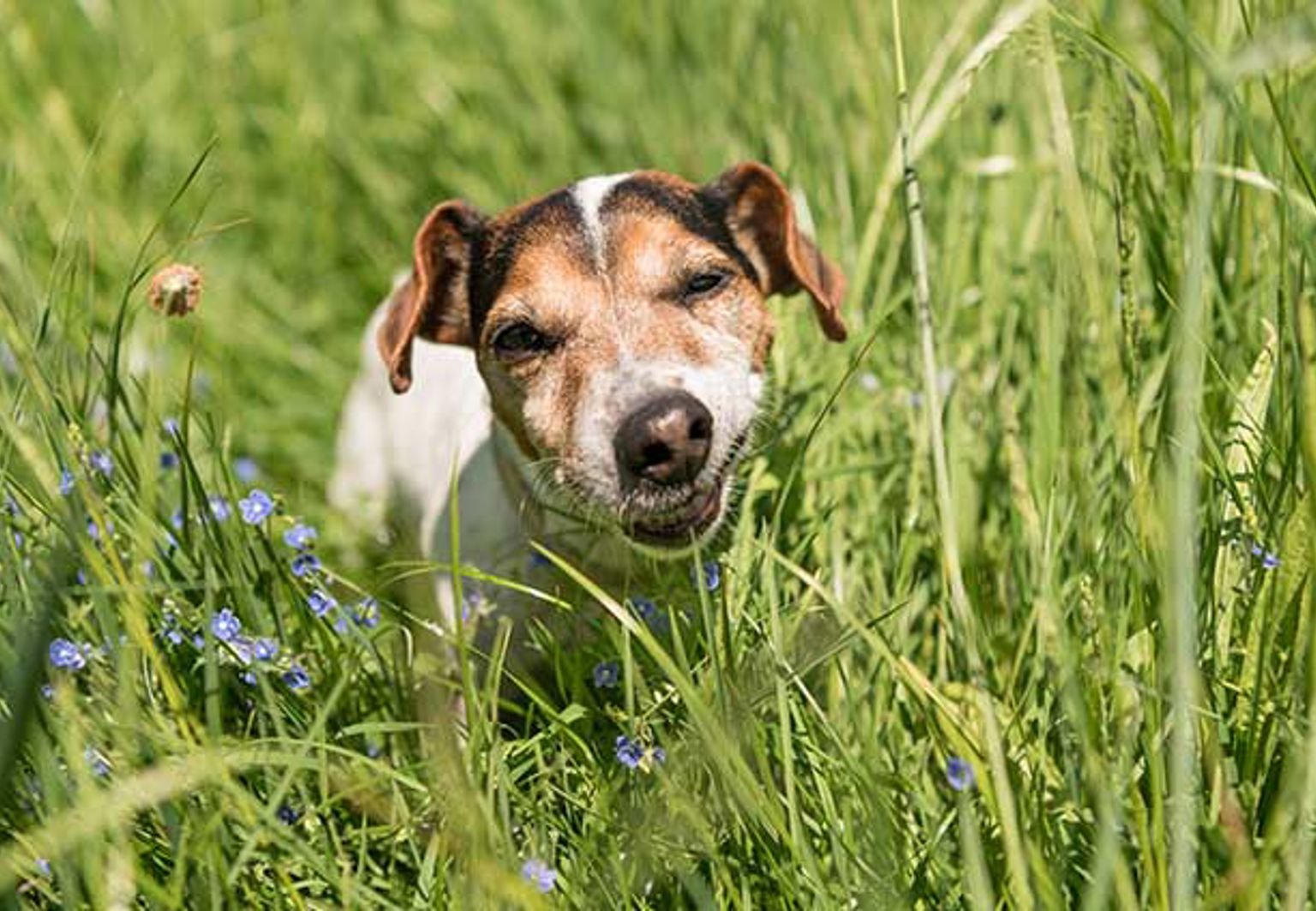 liten hund jack russell äter gräs
