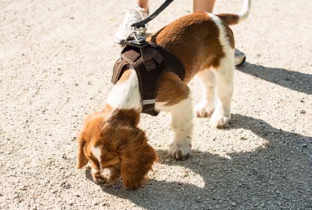 hund liten spaniel luktar på grus