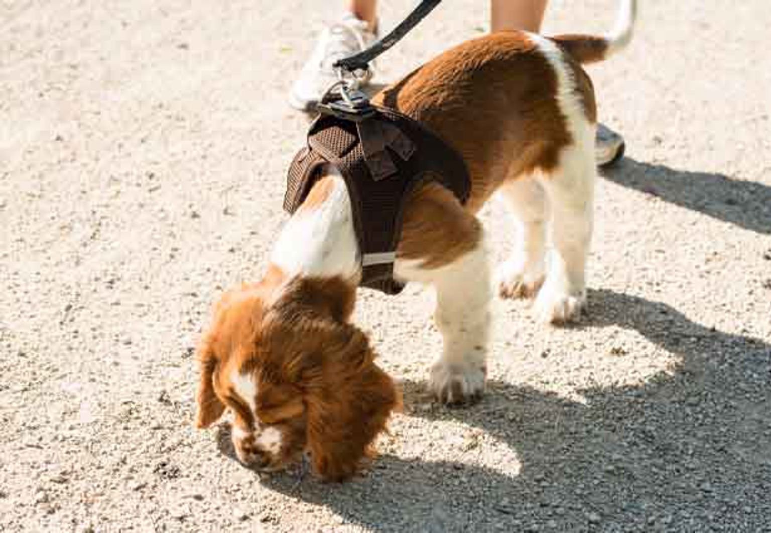 hund liten spaniel luktar på grus