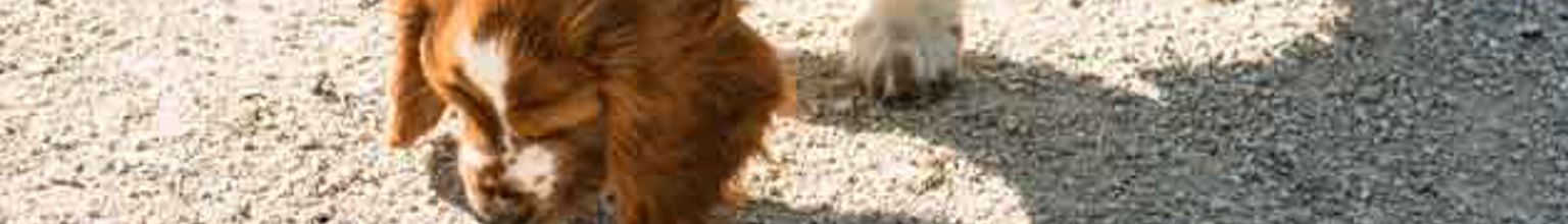 hund liten spaniel luktar på grus