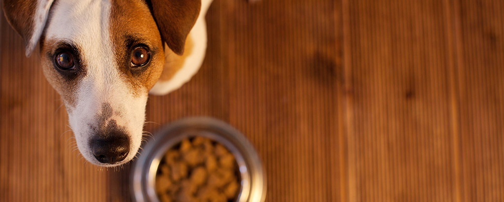 liten hund sitter vid sin matskål fylld med mat