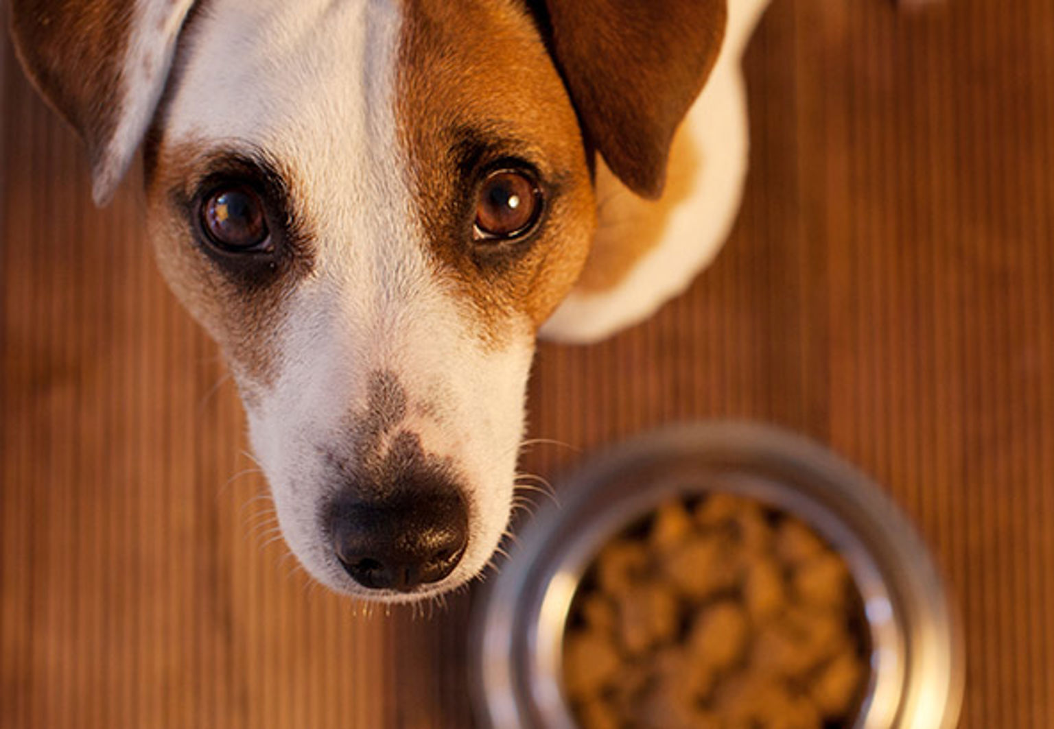 liten hund sitter vid sin matskål fylld med mat