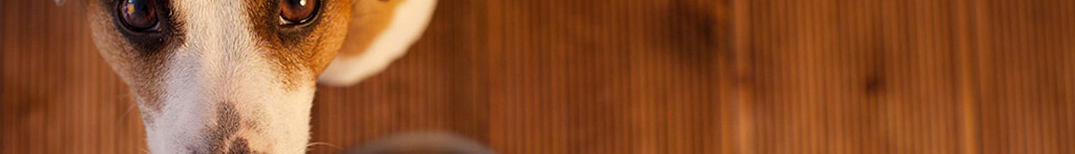 liten hund sitter vid sin matskål fylld med mat